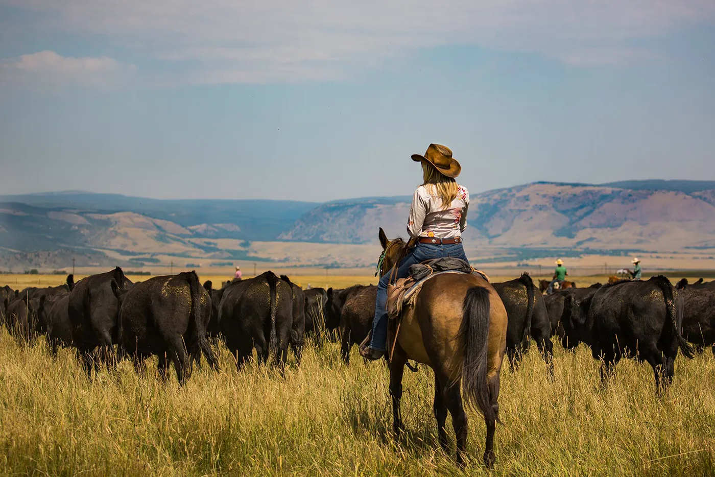 A rider on horseback watching a herd of black cattle below distant bluffs.